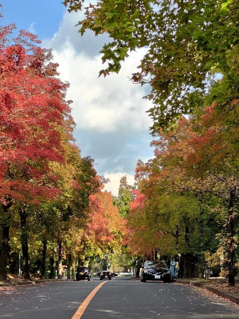 試験会場近くの街路樹の紅葉